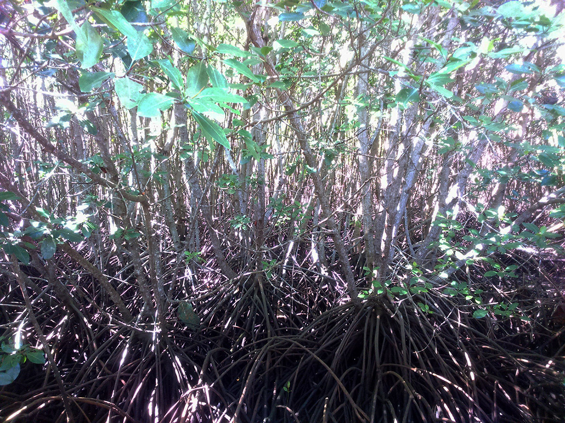 Mangrove Sejati :  Perisai Melawan Abrasi dan Intrusi