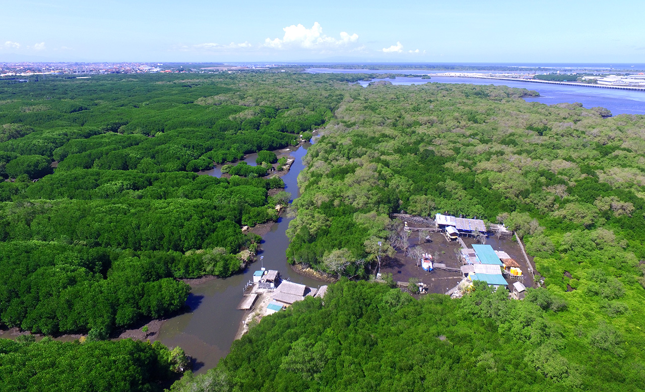 Meluruskan Istilah “Hutan Mangrove” Bukan Hutan Bakau