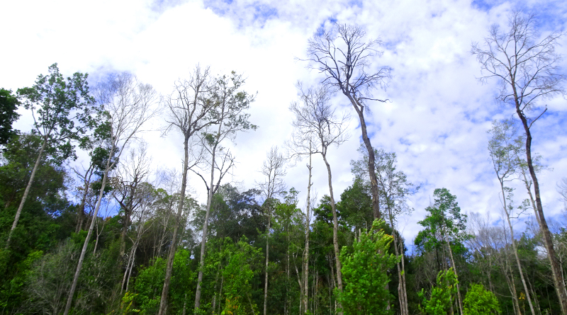 Verifikasi Data Desa Rawan Kebakaran Hutan dan Lahan di Provinsi Kalimantan Tengah