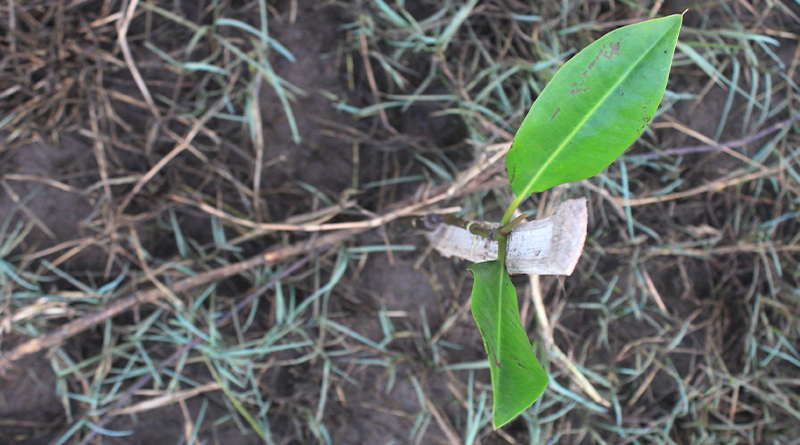 Mangrove Sebagai Penghambat Abrasi
