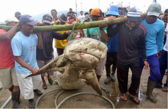 Ikan Hiu Yang Diburu