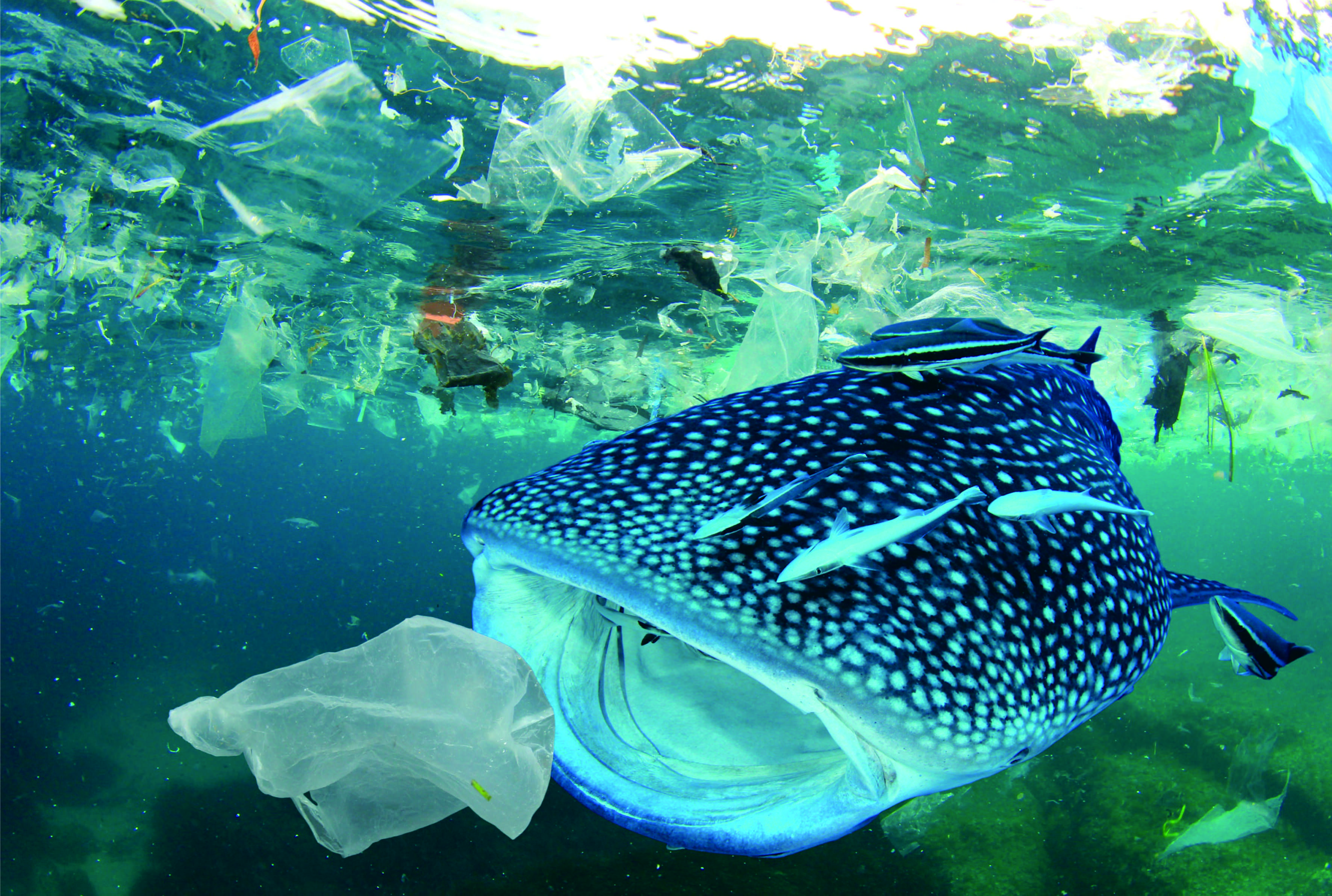 Sampah Plastik, No! Diet Plastik, Yes!