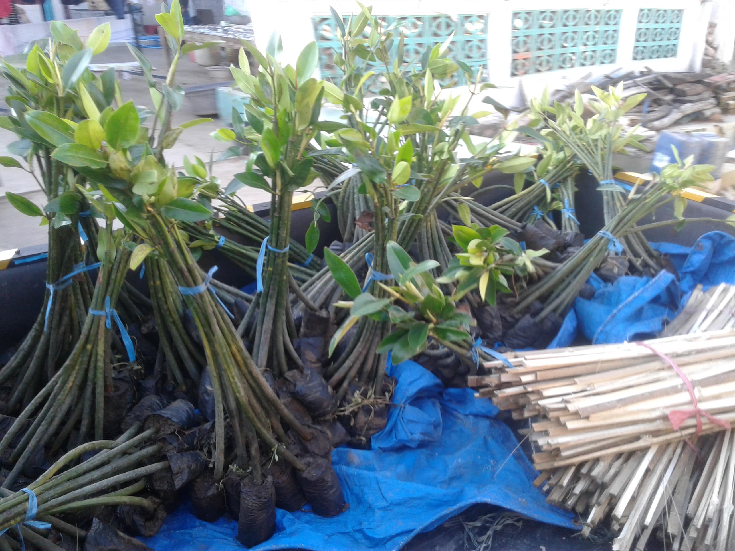 Menanam Mangrove Yang Baik Dan Benar