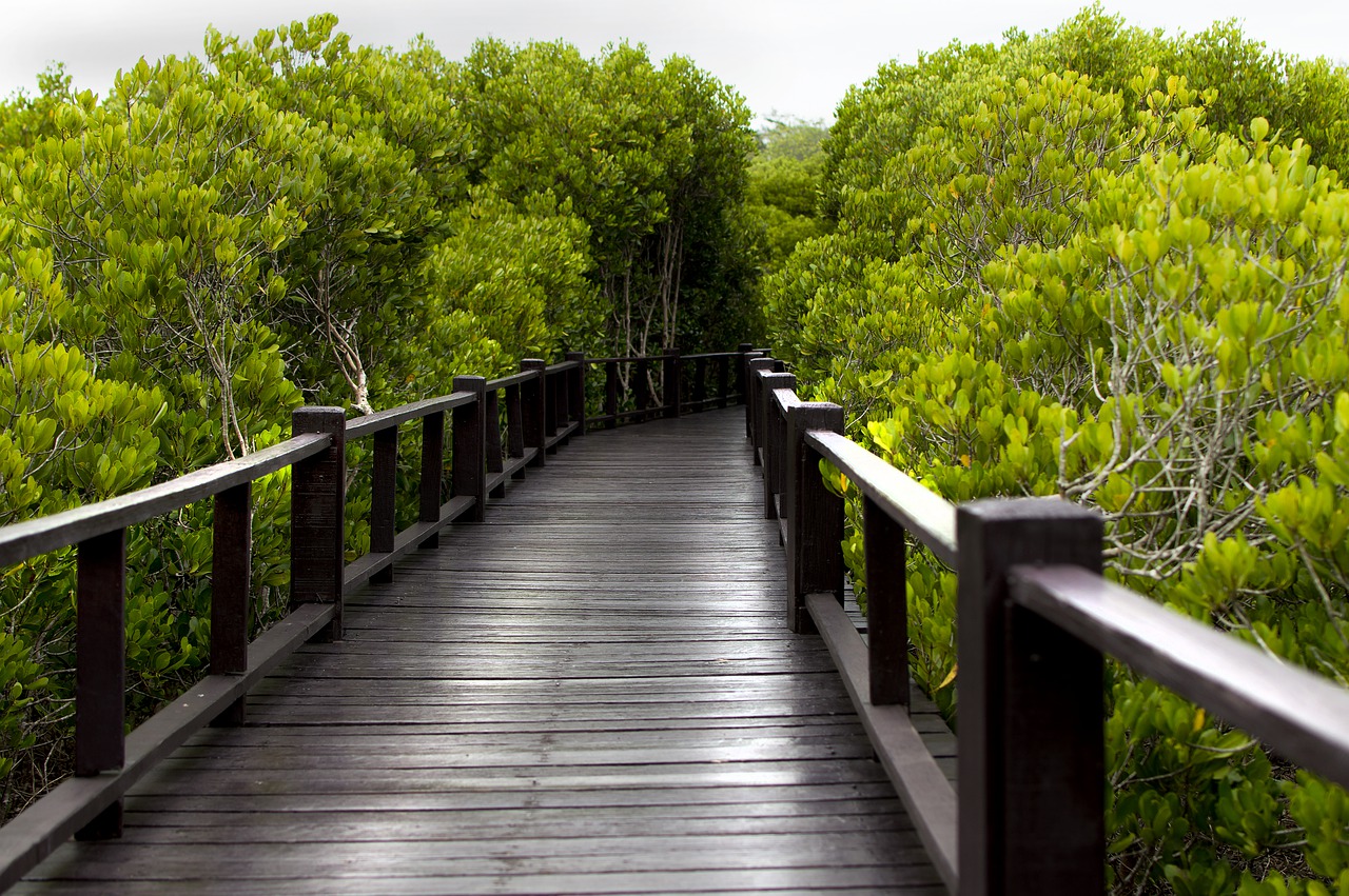 Pohon Mangrove Salah Satu Penyeimbang Alam