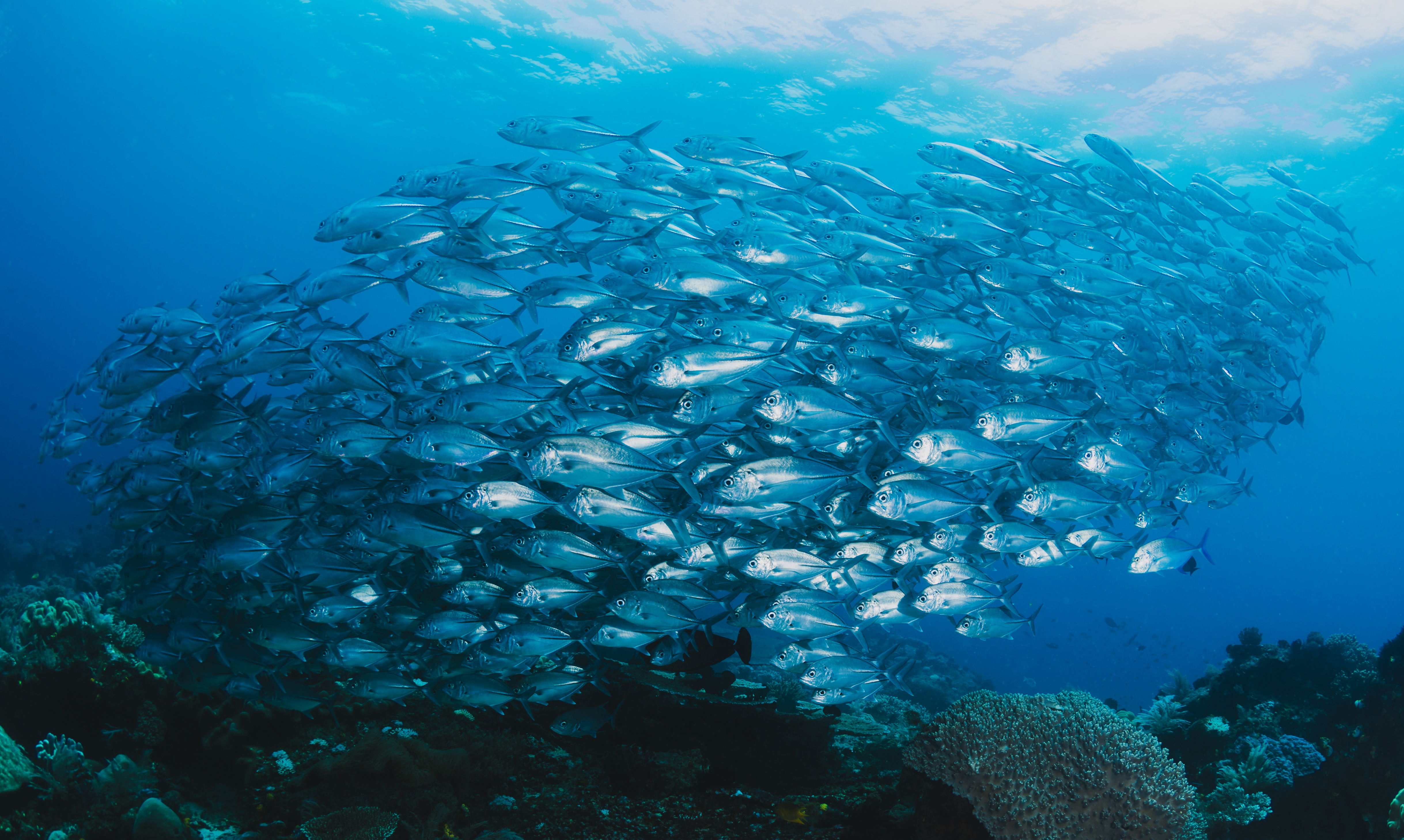 Penggunaan Pancing Ulur Untuk Ikan Tuna