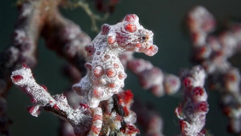 Kuda Laut Pygmy, Si Kecil yang Tersembunyi