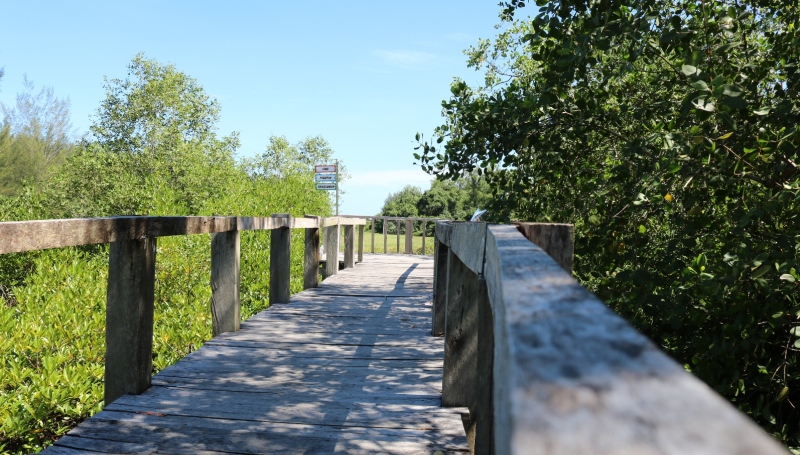 Mangrove: Benteng Alami dari Ancaman Abrasi dan Tsunami